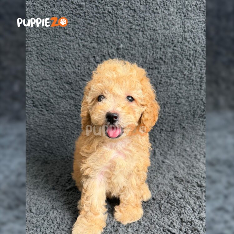 cavapoo-puppies-for-sale