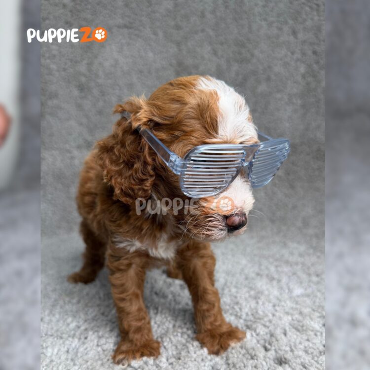golden-doodle-puppies-for-sale