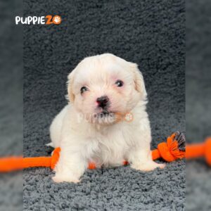 maltese-puppies-for-sale