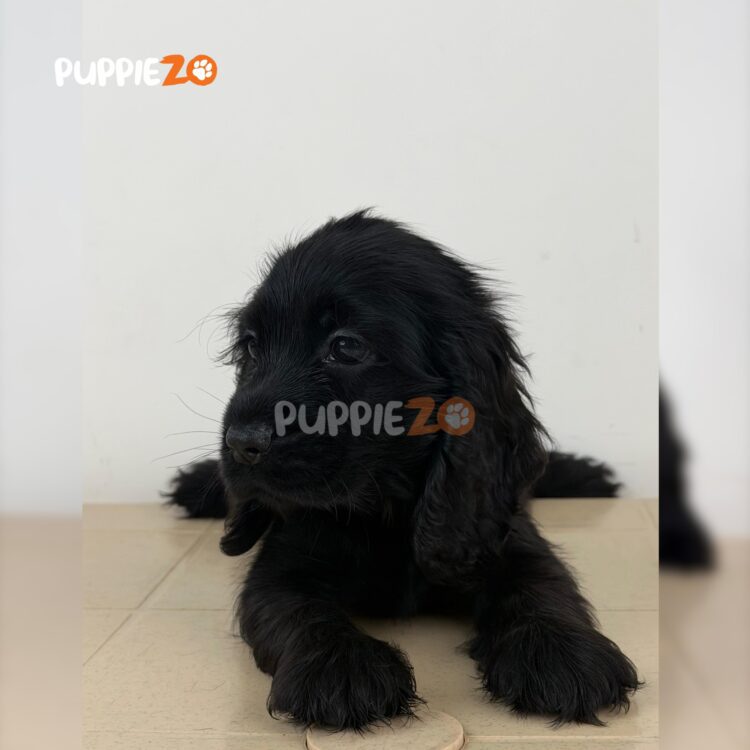 cocker-spaniel-puppies-for-sale