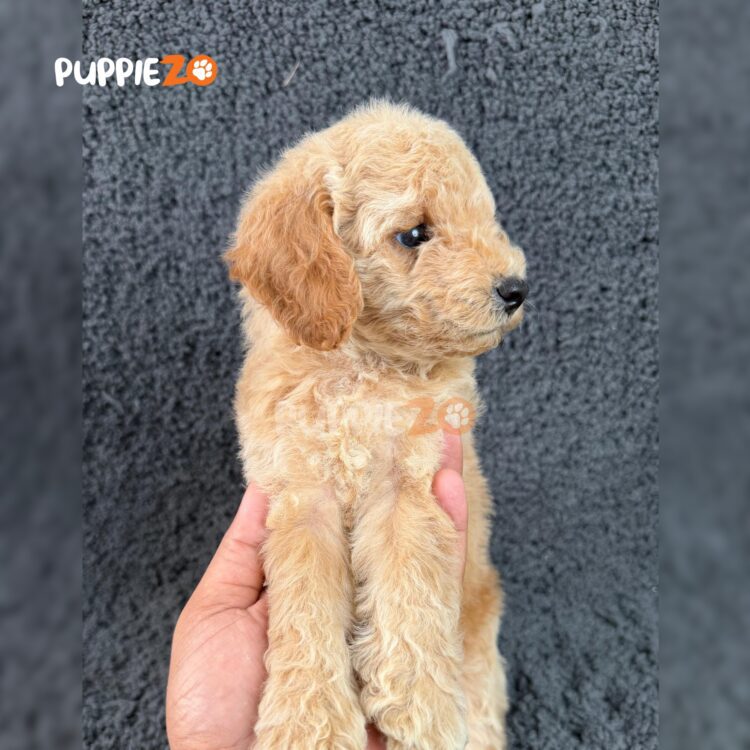 maltipoo-puppies-for-sale