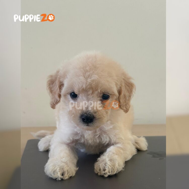 maltipoo-puppies-for-sale