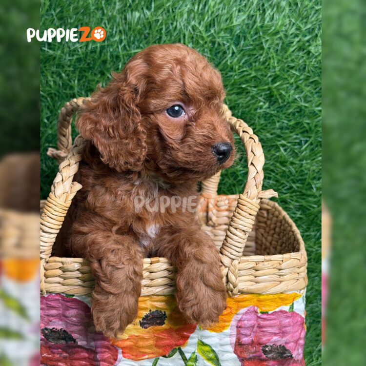 golden-doodle-puppies-for-sale