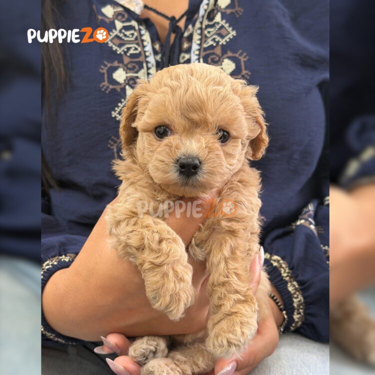 maltipoo-puppies-for-sale