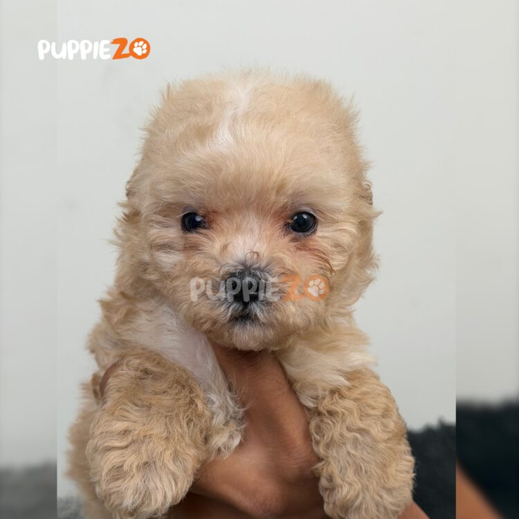 maltipoo-puppies-for-sale