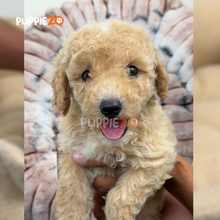 maltipoo-puppies-for-sale