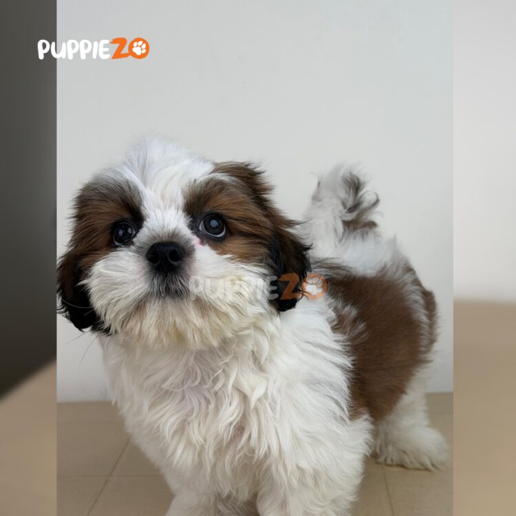 shih-tzu-puppies-for-sale