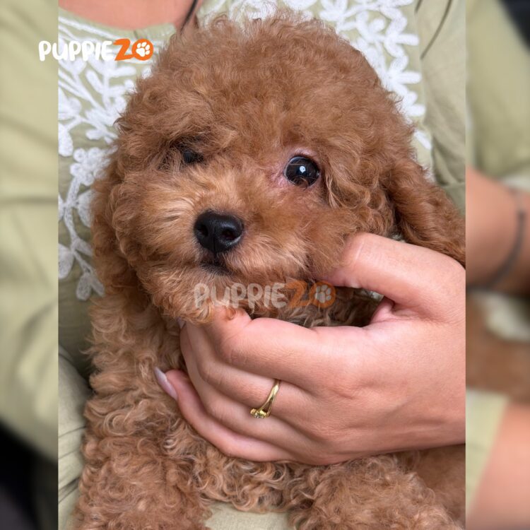 poodle-puppies-for-sale