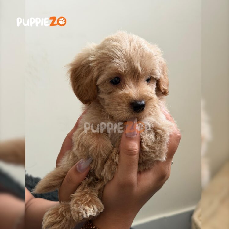 maltipoo-puppies-for-sale