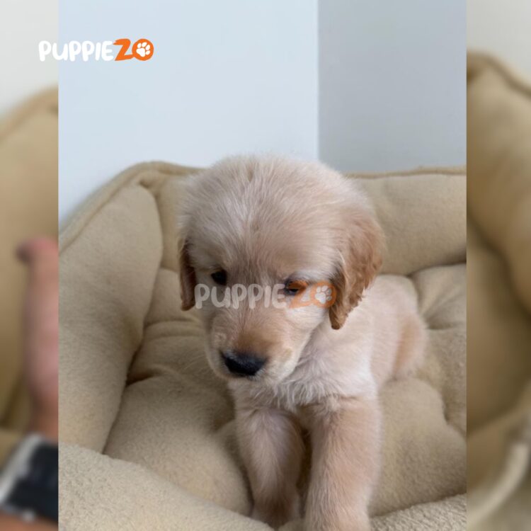 golden-retriever-puppies-for-sale