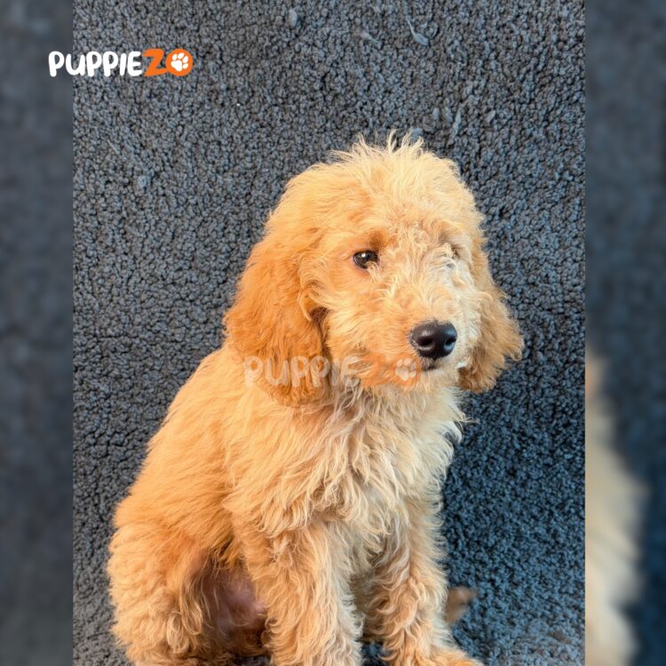 standard-golden-doodle-puppies-for-sale