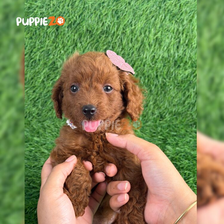poodle-puppies-for-sale