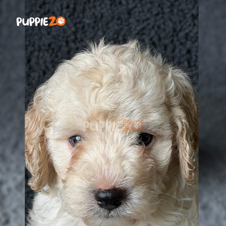 maltipoo-puppies-for-sale