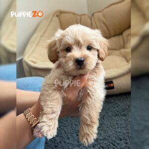 maltipoo-puppies-for-sale