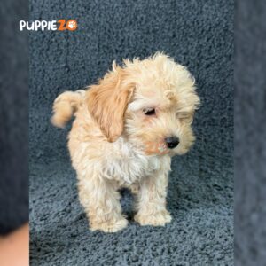 maltipoo-puppies-for-sale
