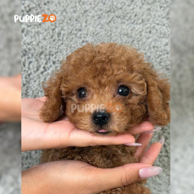 poodle-puppies-for-sale