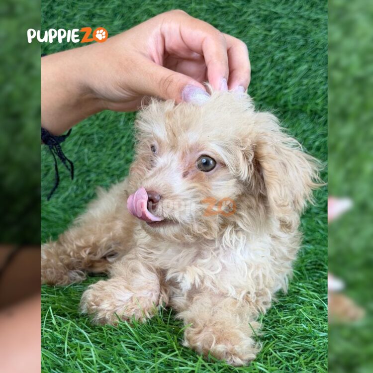 maltipoo-puppies-for-sale