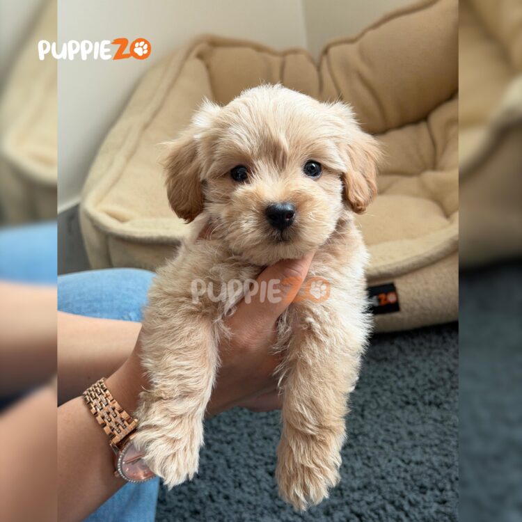 maltipoo-puppies-for-sale