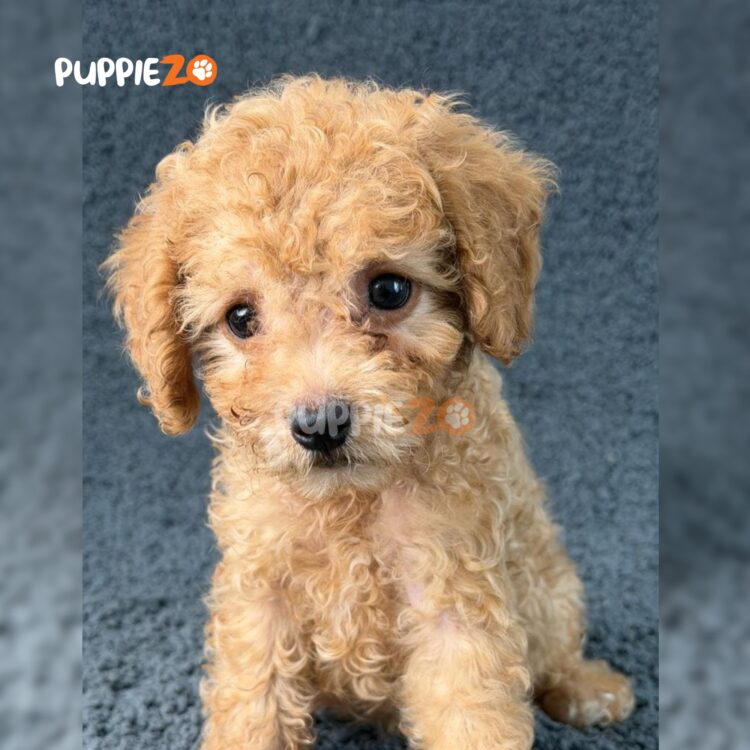 maltipoo-puppies-for-sale