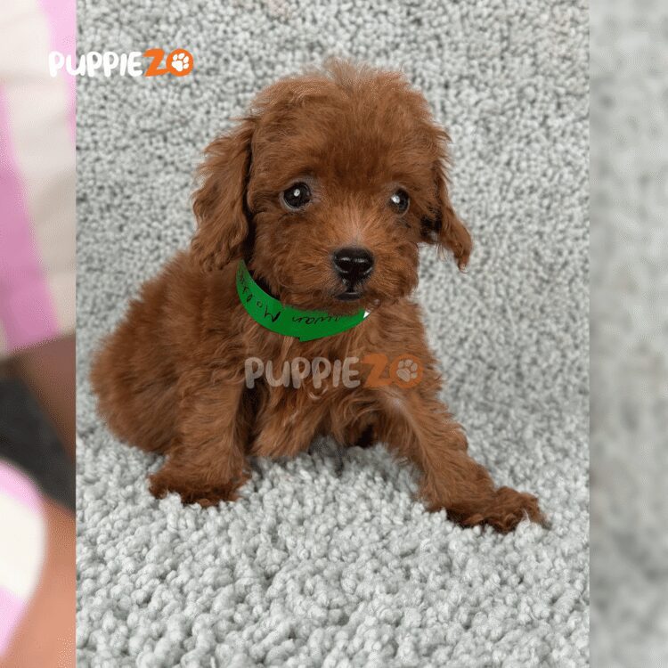 cute-maltipoo-puppy