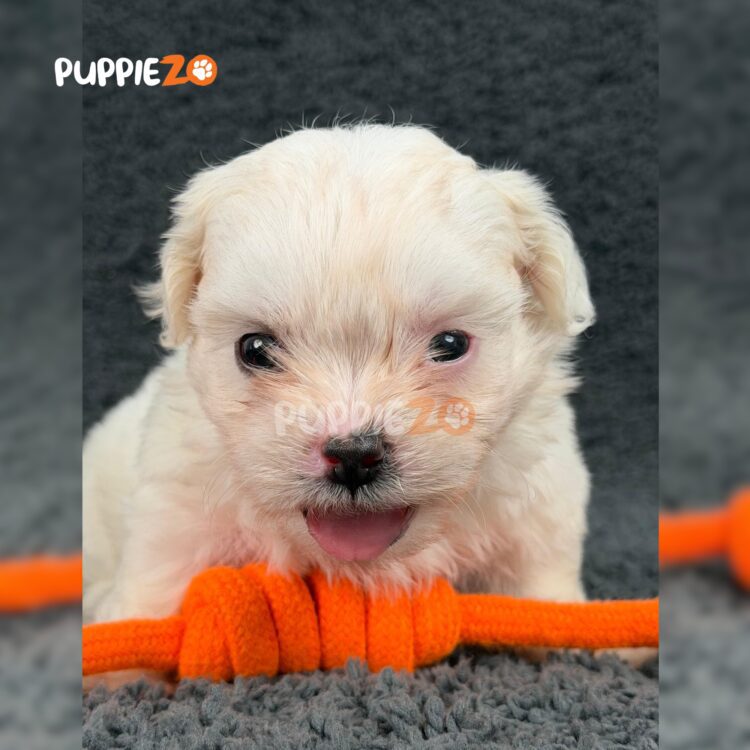 maltese-puppies-for-sale
