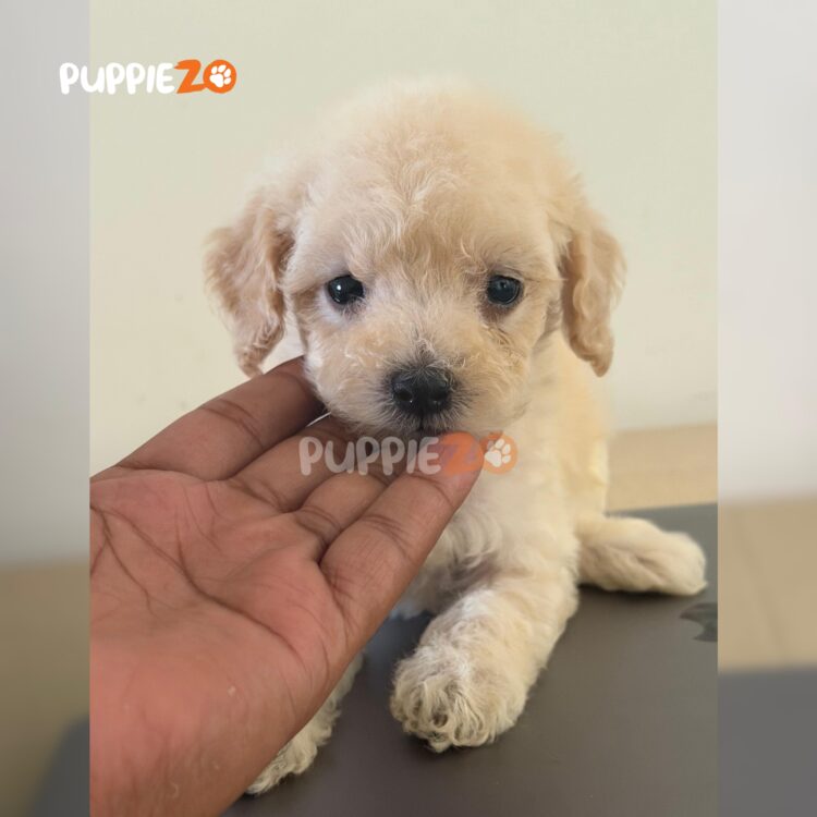 maltipoo-puppies-for-sale
