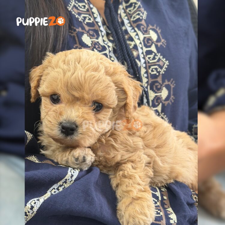 maltipoo-puppies-for-sale