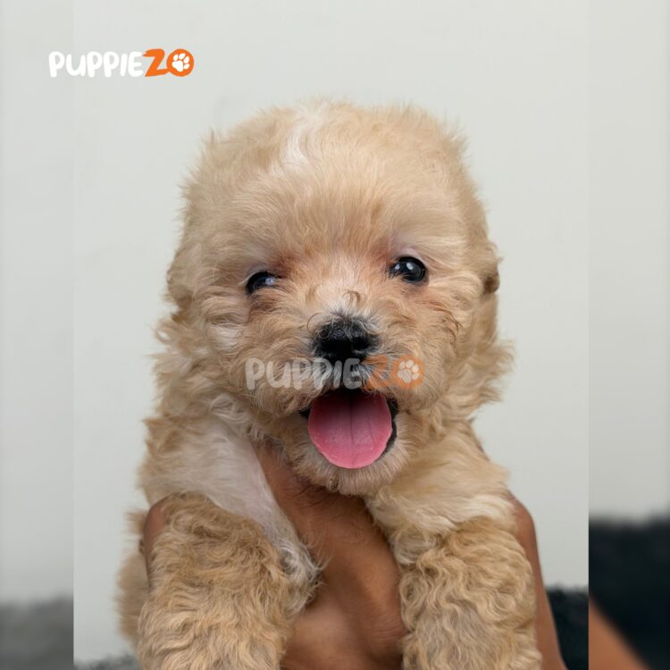 maltipoo-puppies-for-sale