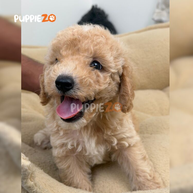 maltipoo-puppies-for-sale