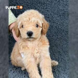maltipoo-puppies-for-sale