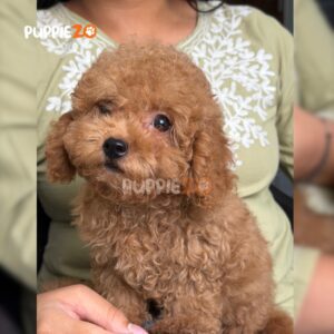 poodle-puppies-for-sale