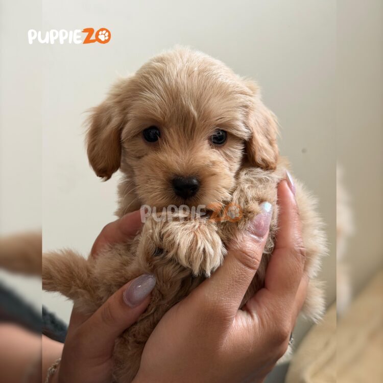 maltipoo-puppies-for-sale