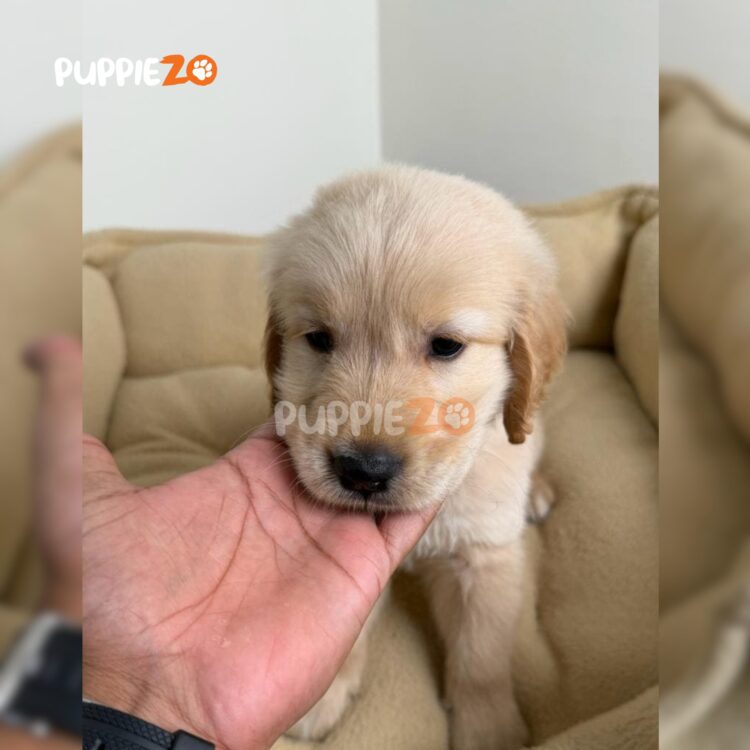 golden-retriever-puppies-for-sale