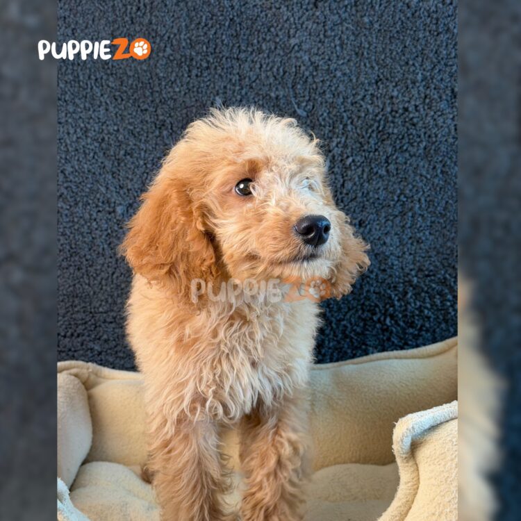 standard-golden-doodle-puppies-for-sale