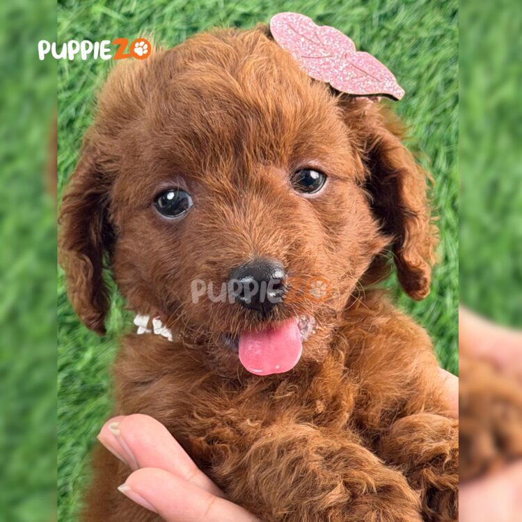 poodle-puppies-for-sale