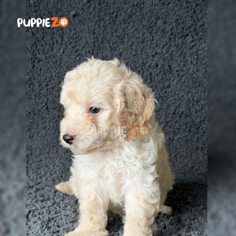 maltipoo-puppies-for-sale