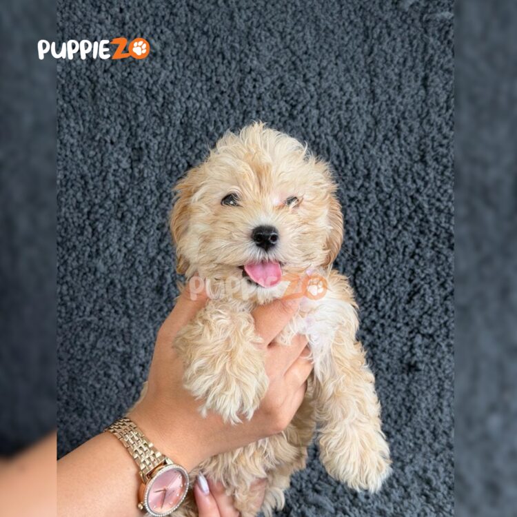 maltipoo-puppies-for-sale