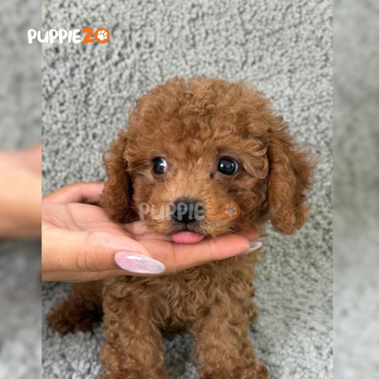 poodle-puppies-for-sale