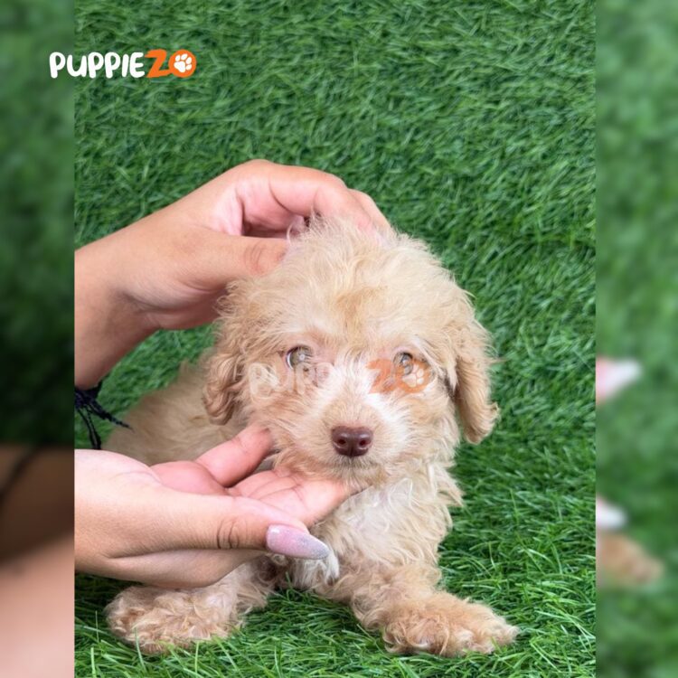 maltipoo-puppies-for-sale