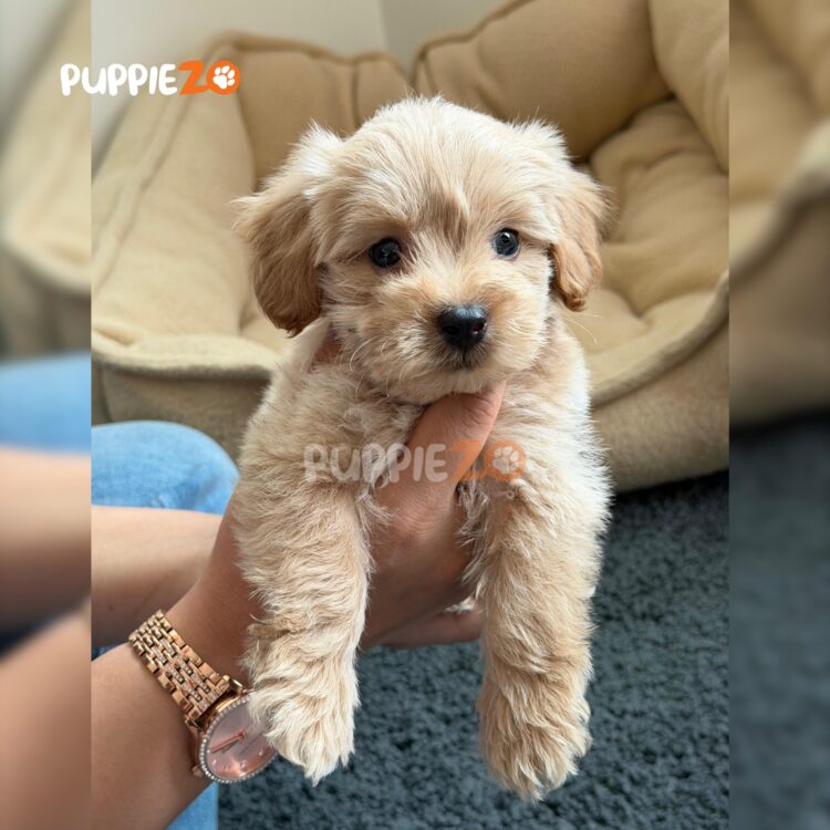 maltipoo-puppies-for-sale