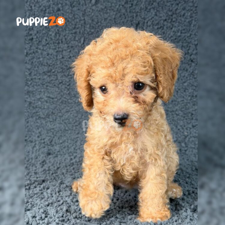 maltipoo-puppies-for-sale