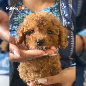 poodle-puppies-for-sale