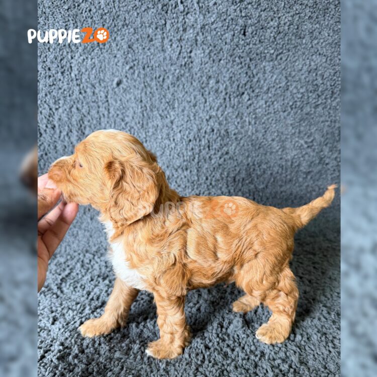 maltipoo-puppies-for-sale