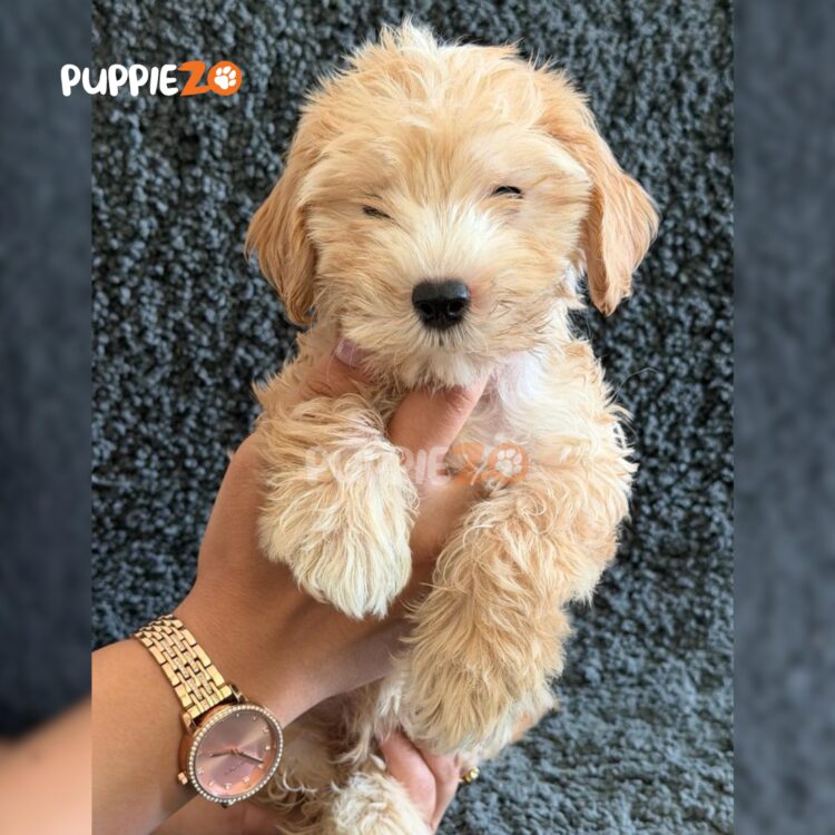 golden-doodle-puppies-for-sale