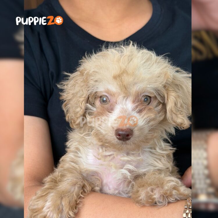 maltipoo-puppies-for-sale