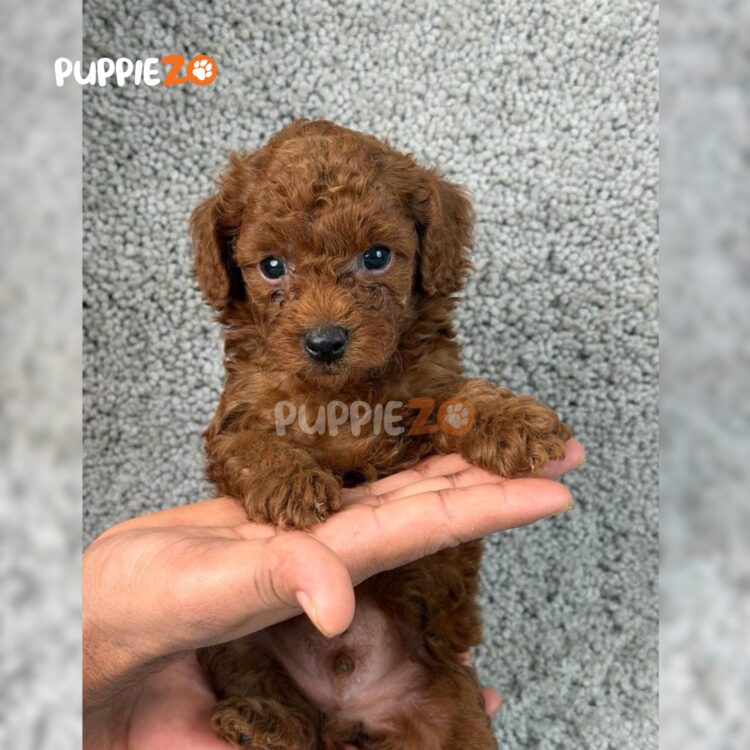 poodle-puppies-for-sale