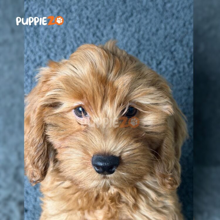 golden-doodle-puppies-for-sale