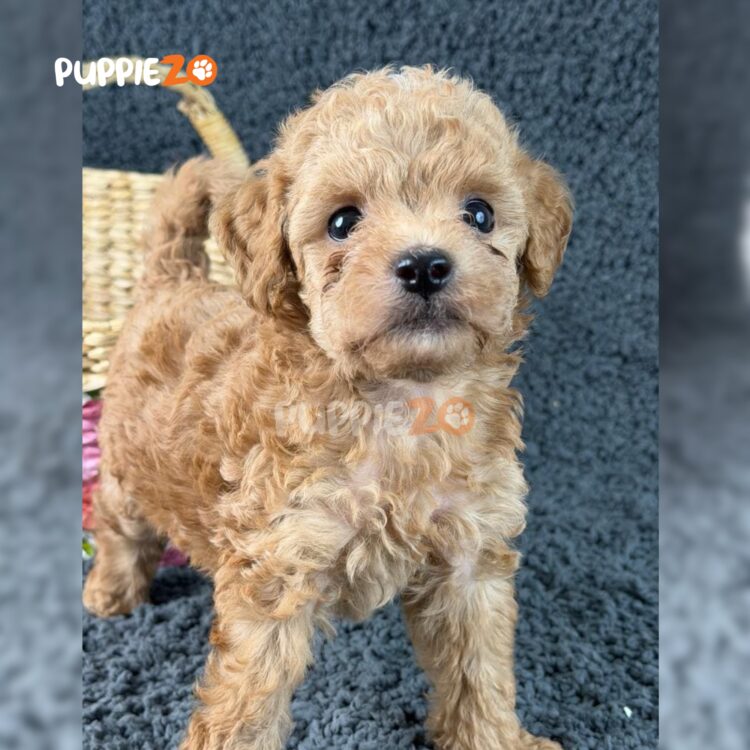 poodle-puppies-for-sale