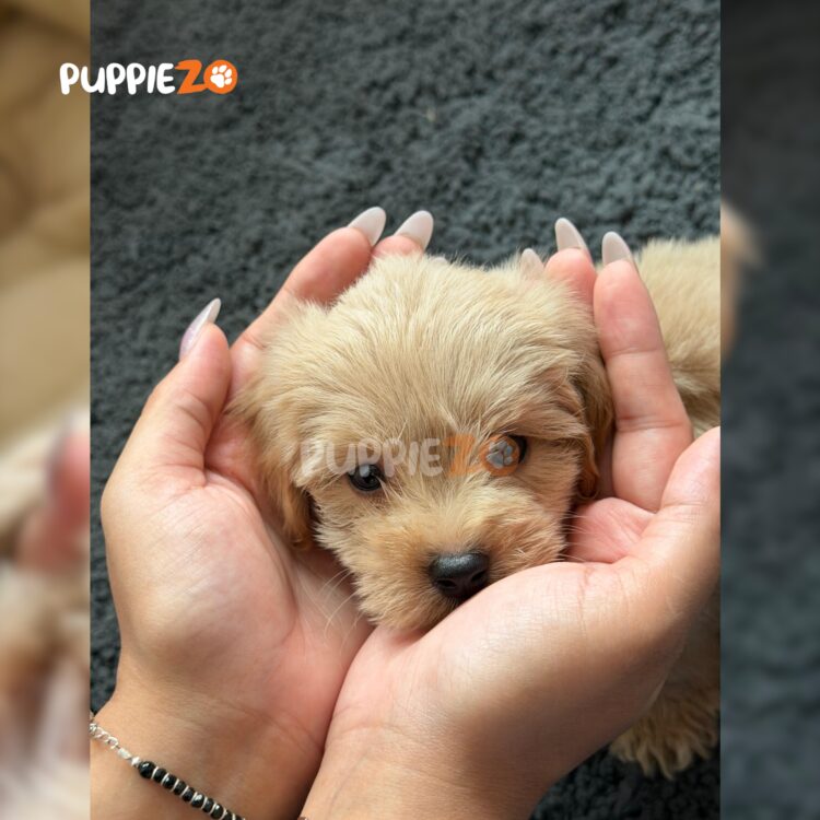 maltipoo-puppies-for-sale