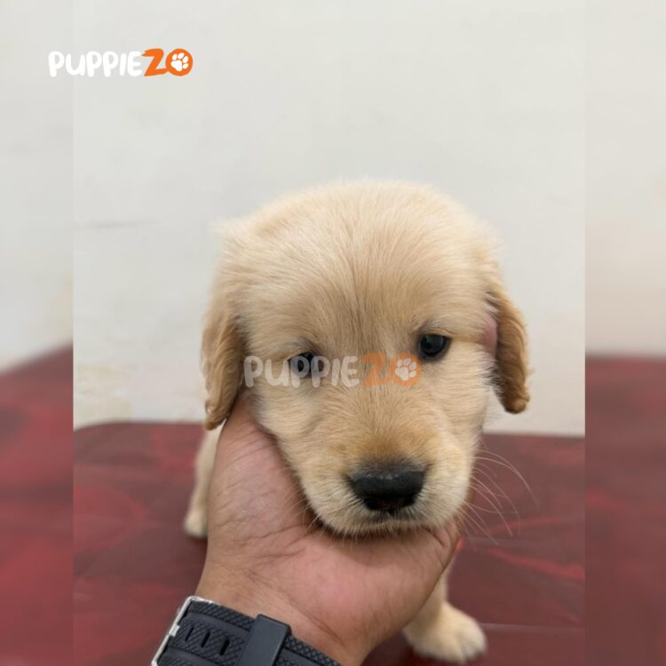 golden-retriever-puppies-for-sale